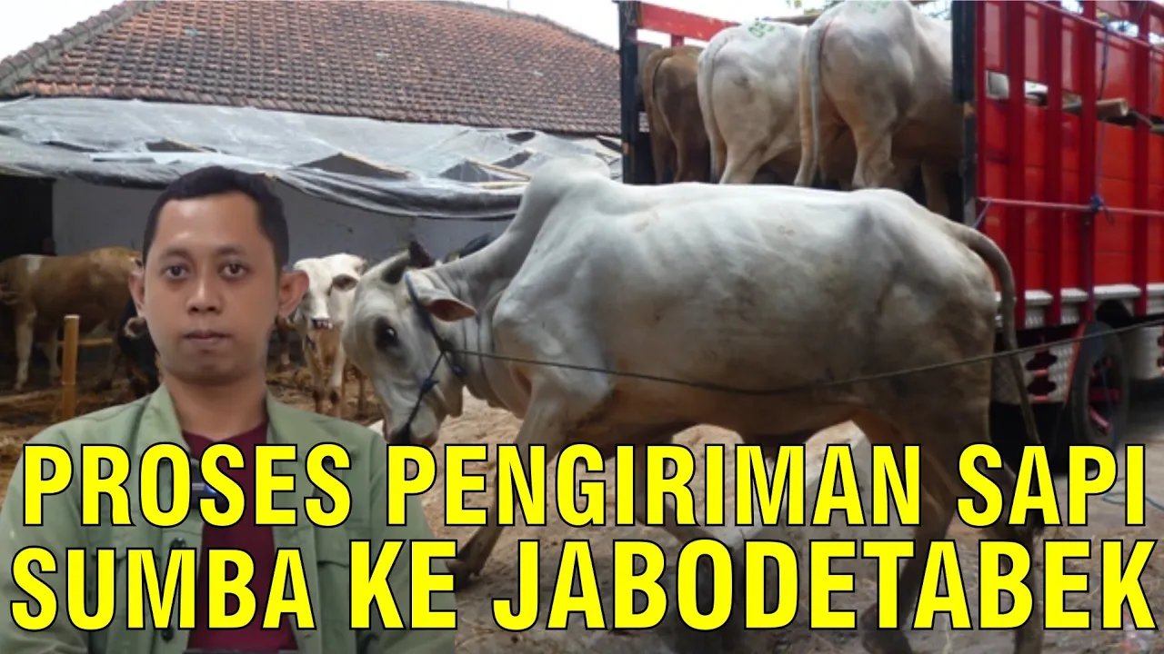 
                                 Pengiriman-Sapi-Sumba-Jabodetabek